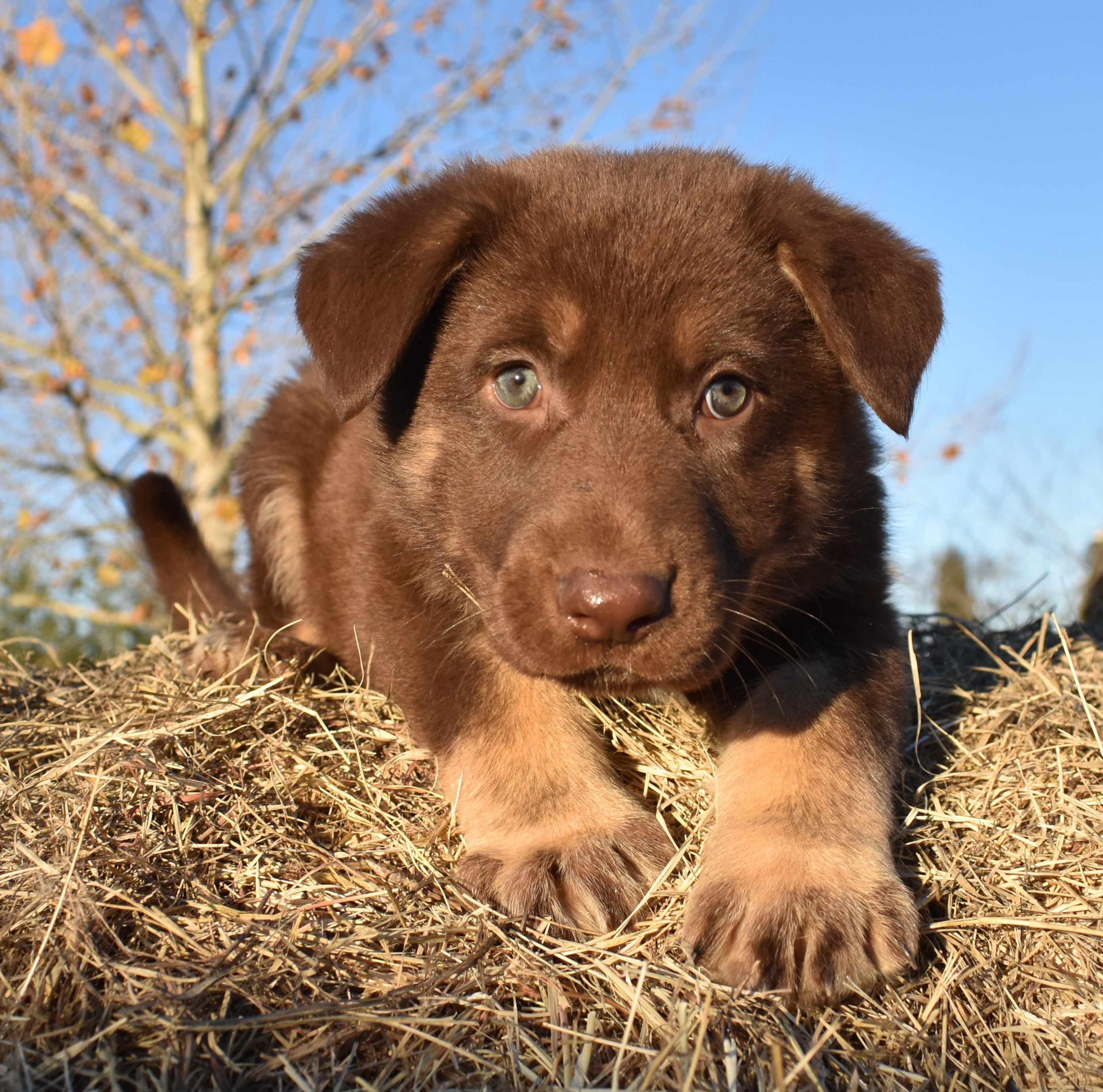 extra large liver chocolate german shepherd