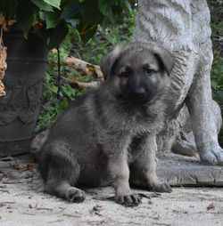black collar silver sable german shepherd puppy for sale texas (6)