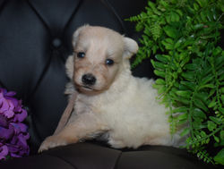 grey collar white long haired german shepherd puppy for sale (3)