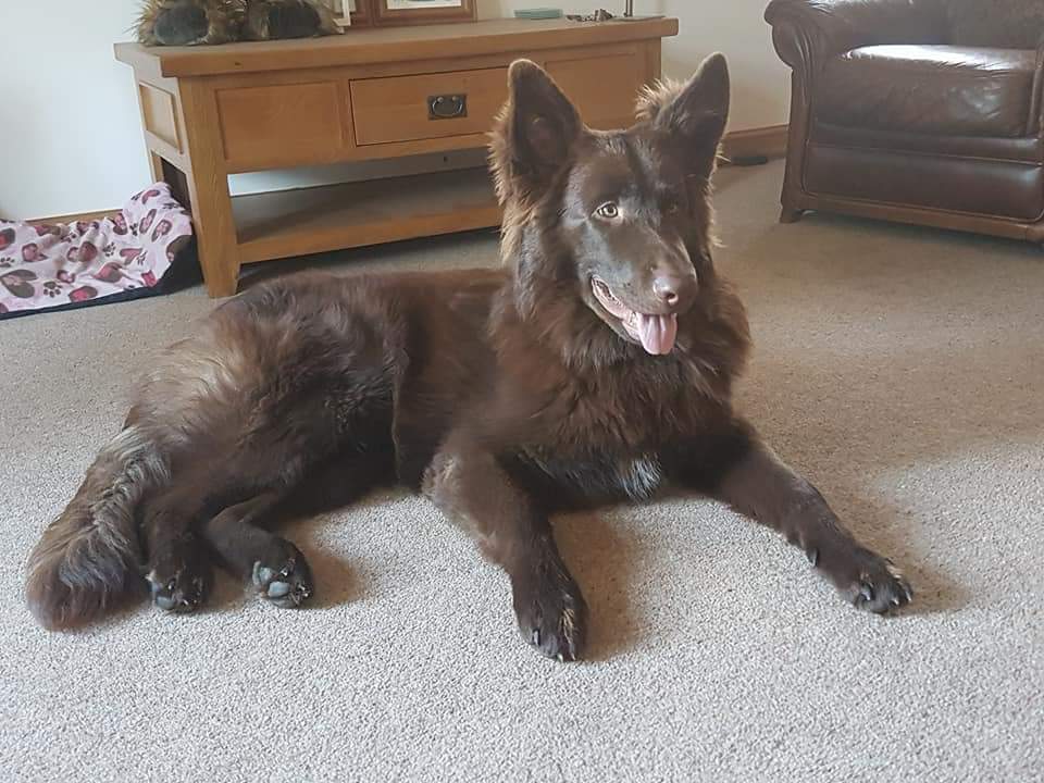 chocolate german shepherd puppy