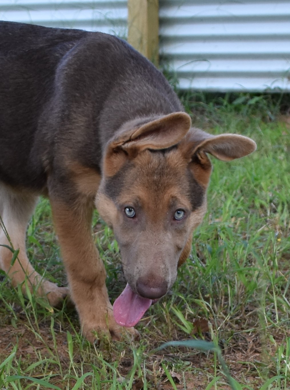 extra large liver chocolate german shepherd