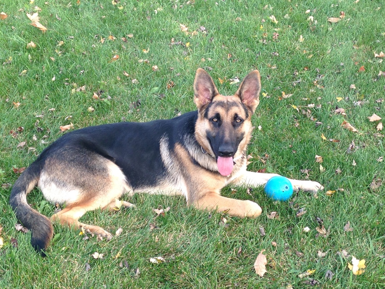 Solid black long coat german shepherd