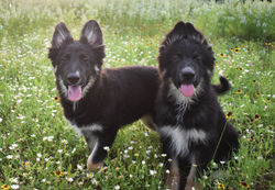 gorgeous plush coat large black and silver german shepherd puppy for sale (8)