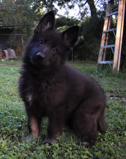 grey collar large dark silver bicolor ge