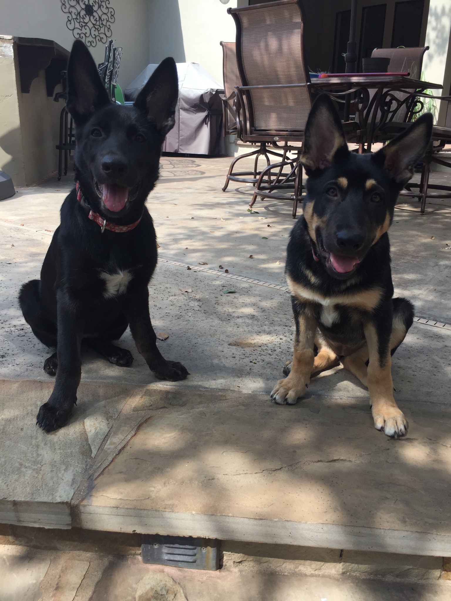 Roma and Hailock solid black german shepherd puppy and black and tan german shepherd puppy