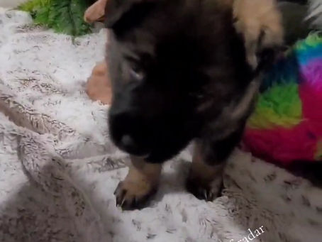 Video- black sable boy