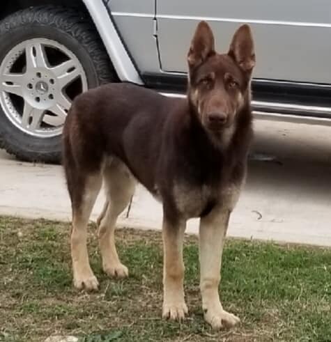 liver and tan german shepherd for sale