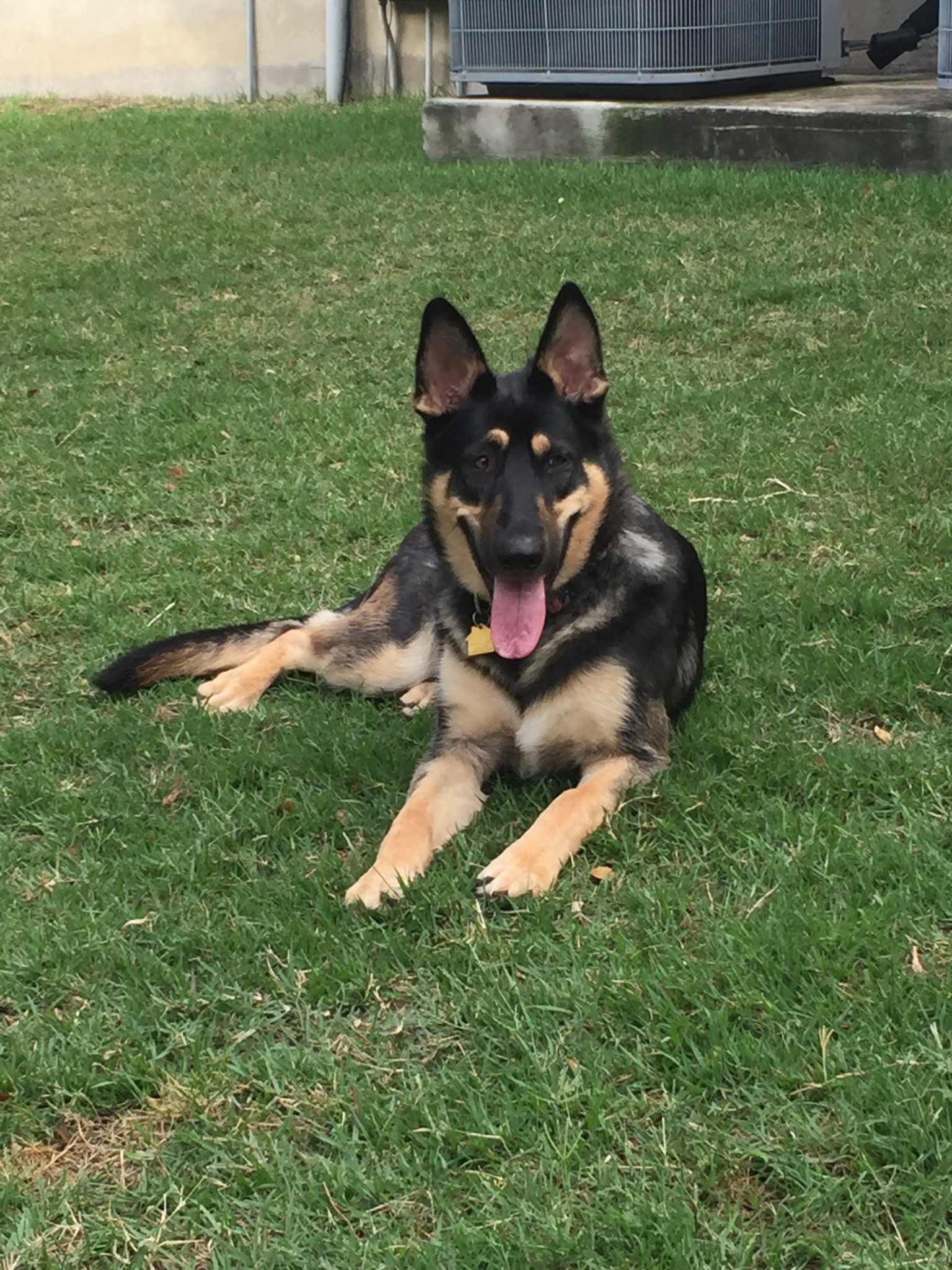 Roma and Hailock german shepherd female