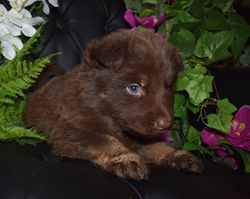 pink collar girl liver and tan bicolor german shepherd puppy for sale in tx (6)