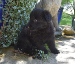 solid black long coat female german shepherd for sale (7)