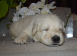 tan collar girl white long coat german shepherd puppy xl in tx (3)