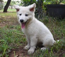 purple collar girl long coat white german shepherd puppy for adoption (11)
