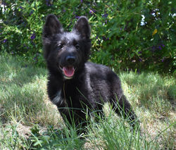 green collar boy long coat black german shepherd for sale (6)