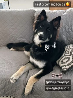 panda or irish spotting type markings on german shepherd caused by piebald gene