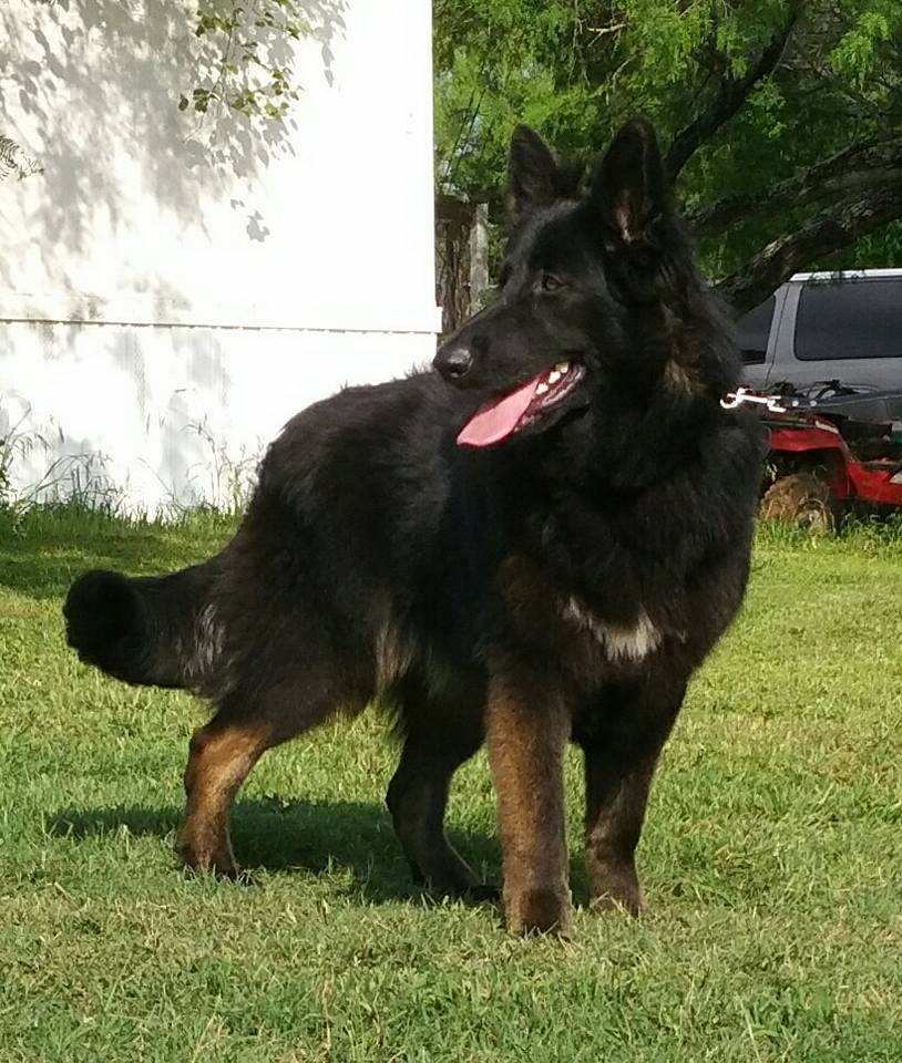 Wolfgang Haus German Shepherd Puppies