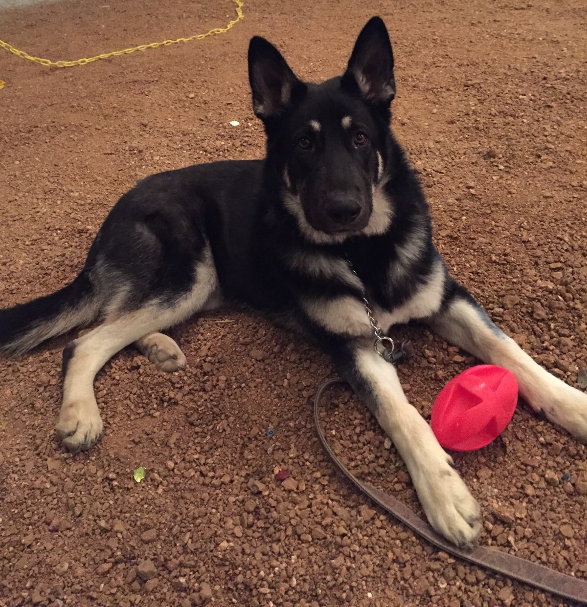 95 lbs at 7.5 months Roma and hailock boy