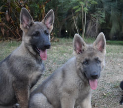 blue sable female german shepherd puppy tx (5)