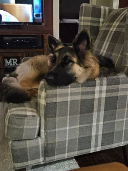 whiskey giant long coat german shepherd puppy