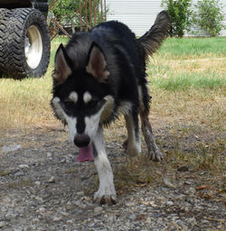 violet, black and silver wolf mask german shepherd (9)
