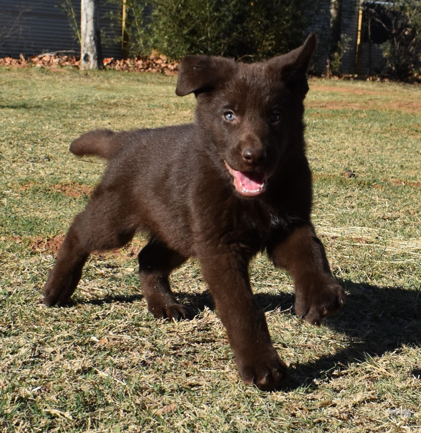 extra large liver chocolate german shepherd