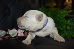 purple collar girl white xl german shepherd puppy for sale in texas (4)