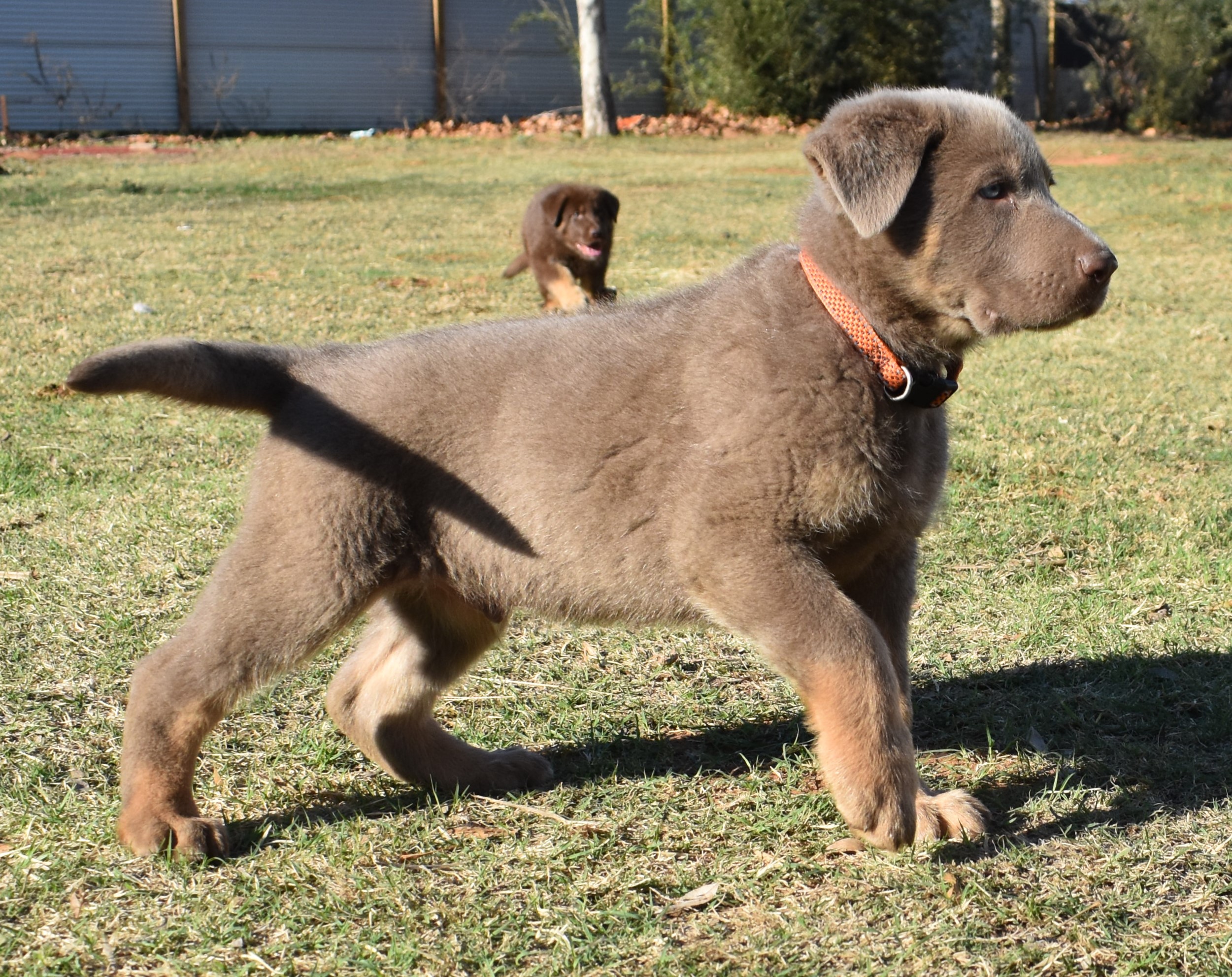 extra large liver chocolate german shepherd