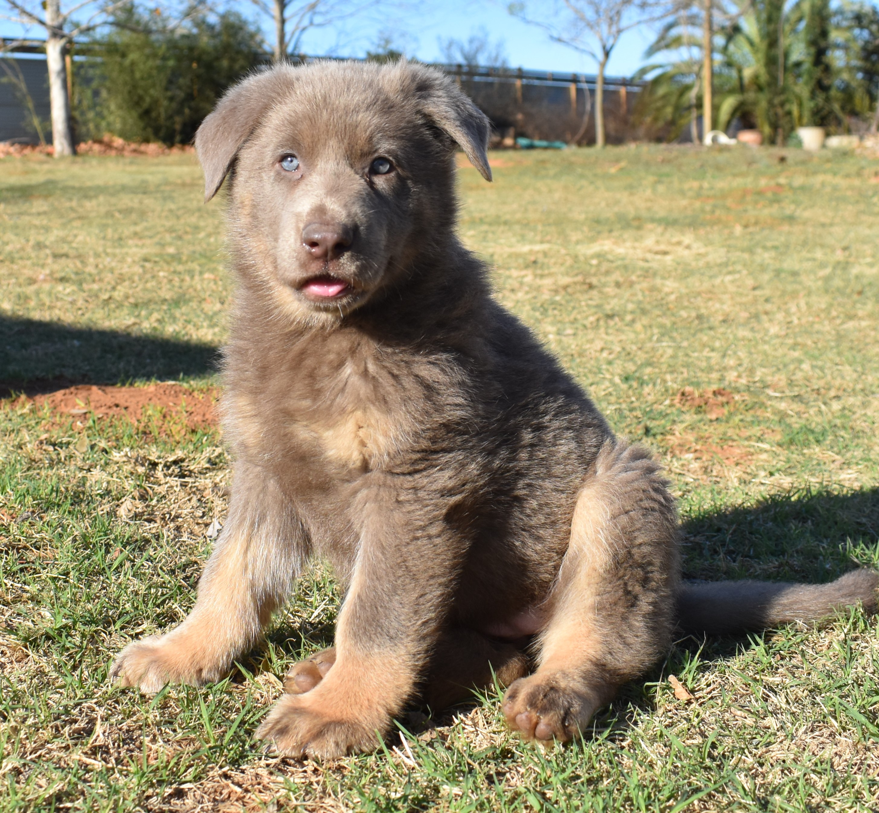 extra large liver chocolate german shepherd