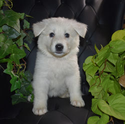 purple collar girl white long plush coated german shepherd puppy texas (3)