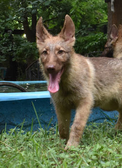 liver sable german shepherd puppy for sale (4)