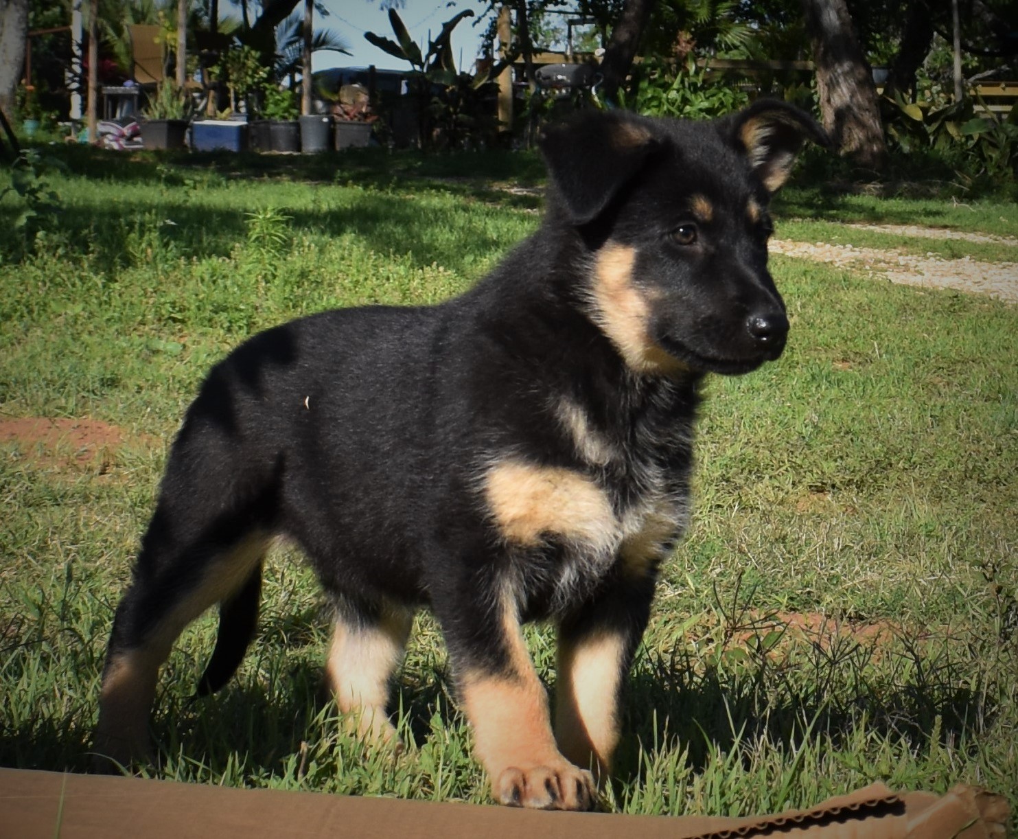 Texas White German Shepherd