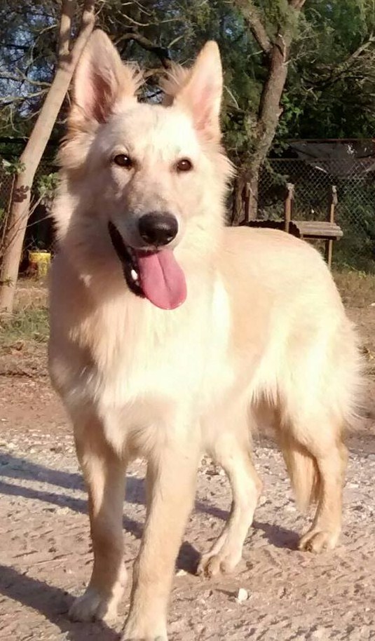 champagne german shepherd