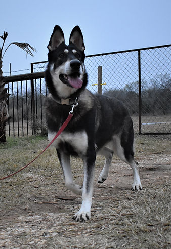 silver sable wolf mask german shepherd