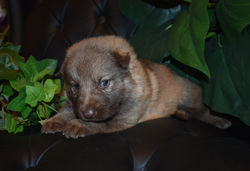 green collar girl liver sable large german shepherd puppy for sale (4)