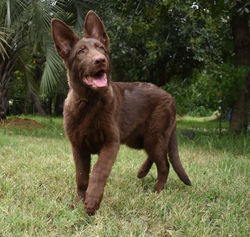 solid liver german shepherd puppy for sale  (5)