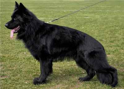 Buffalo-Bill-von-Tjärnshaget----- Solid black german shepherd