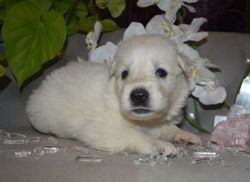 purple collar girl white akc german shepherd puppy texas (1)
