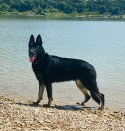 maximus lyra and steel extra large black