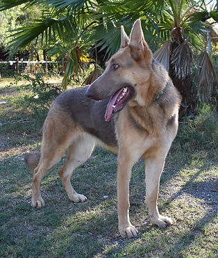 bella the isabella extra large german sh