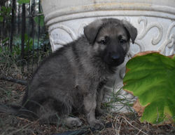 black collar silver sable german shepherd puppy for sale texas (3)