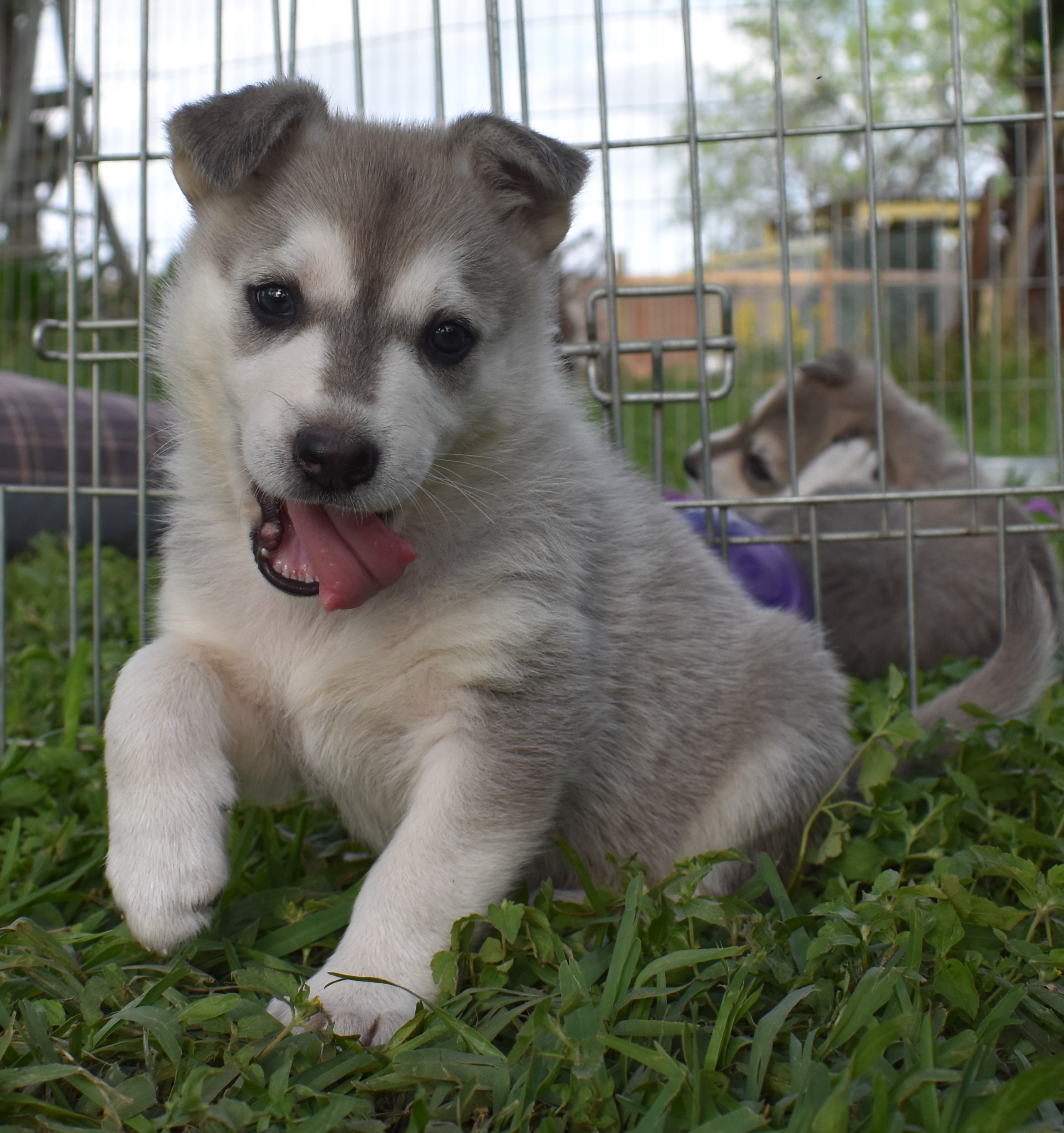 Roma Wolfganghausgsd