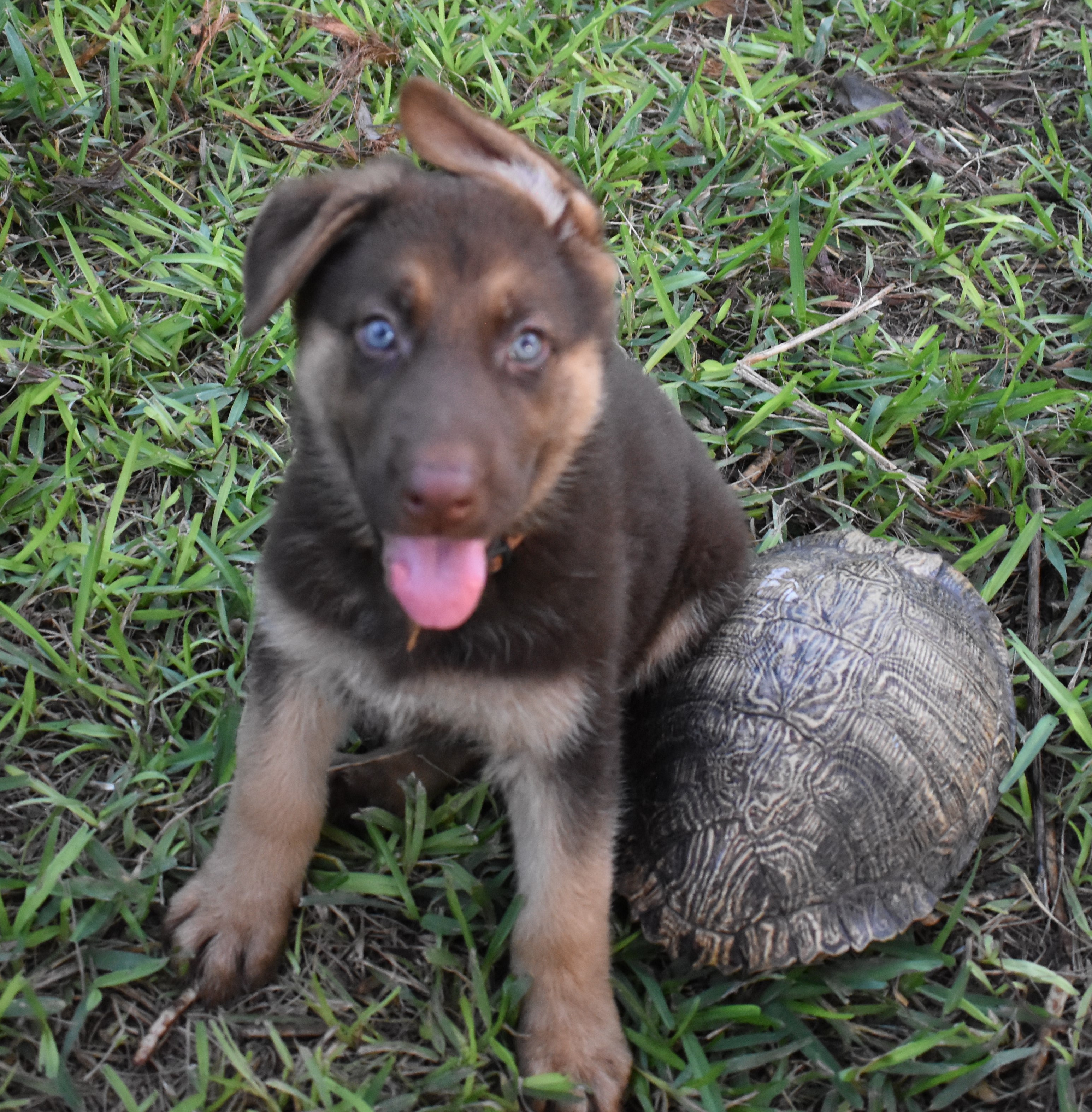blue and liver german shepherd
