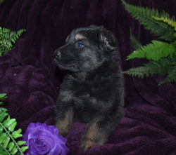 black and tan girl from destiny (2)