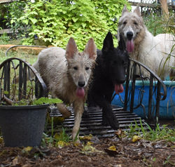 purple collar girl white long haired german shepherd puppy for sale in tx (5)