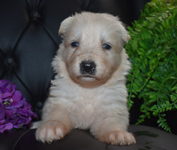 brown collar girl white long haired german shepherd puppy for sale (5)