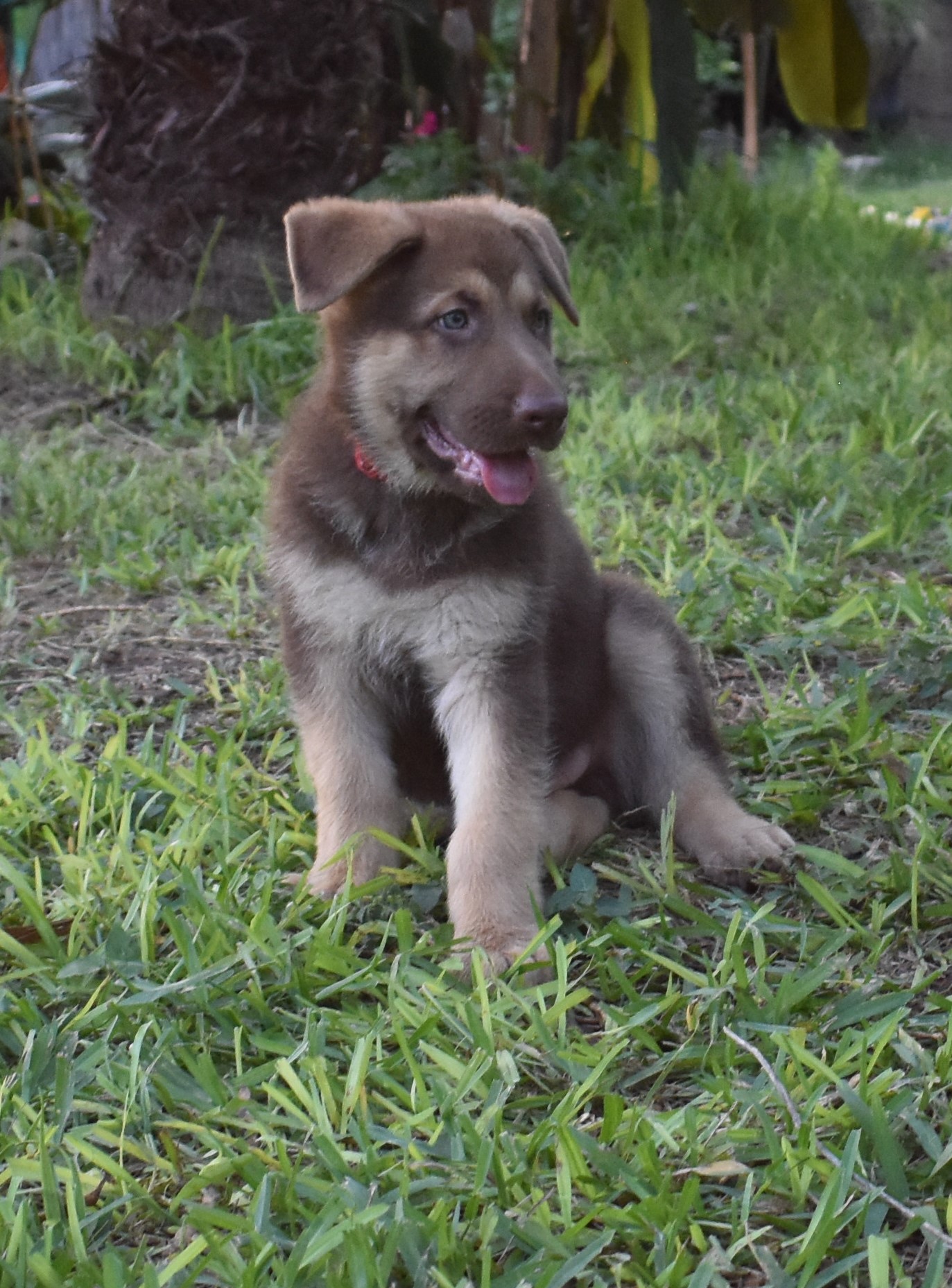 liver gsd for sale