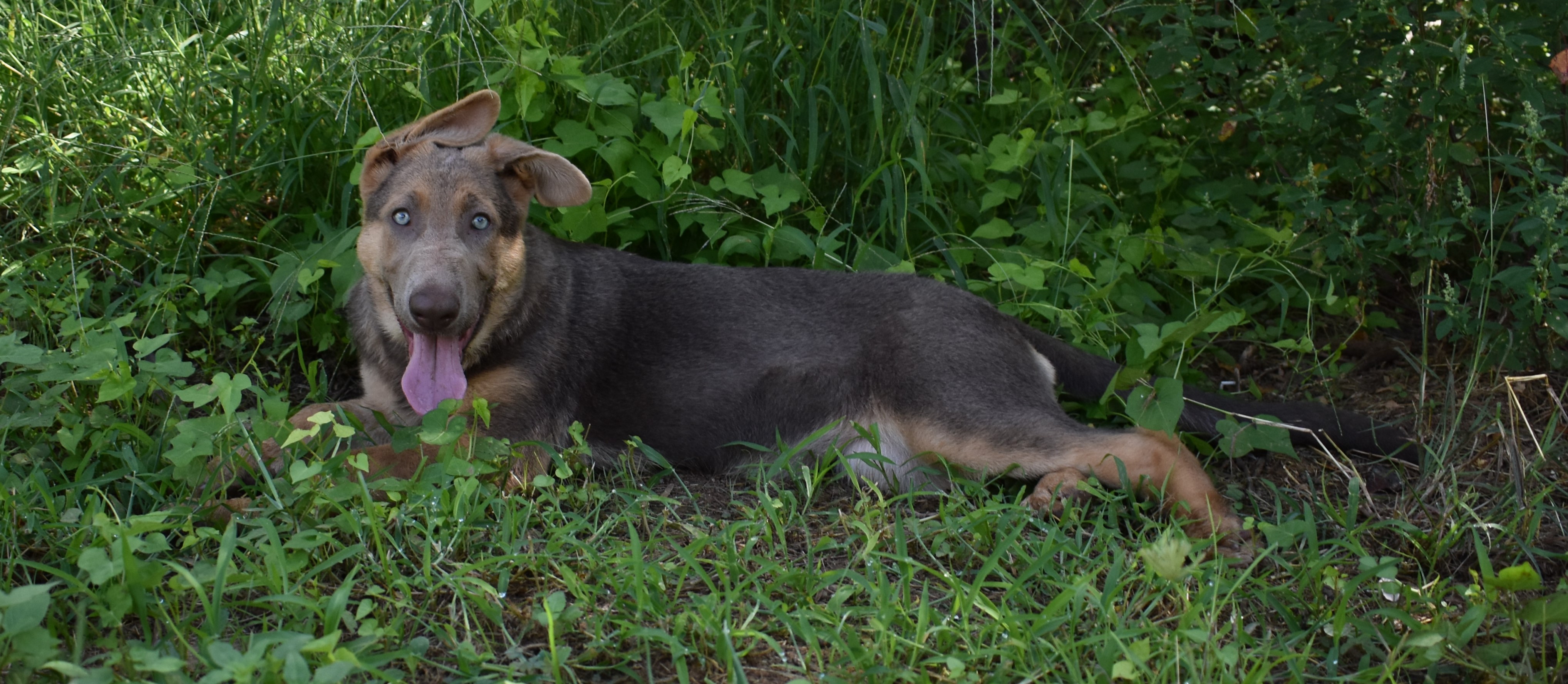 extra large liver chocolate german shepherd