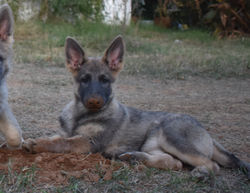 blue sable female german shepherd puppy tx (4)