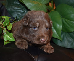 pink collar girl liver bicolor large german shepherd puppy for service dog or therapy (3).