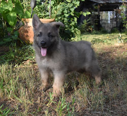 blue sable male german shepherd puppy (7)