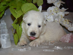 yellow collar girl white large akc german shepherd in texas (4)